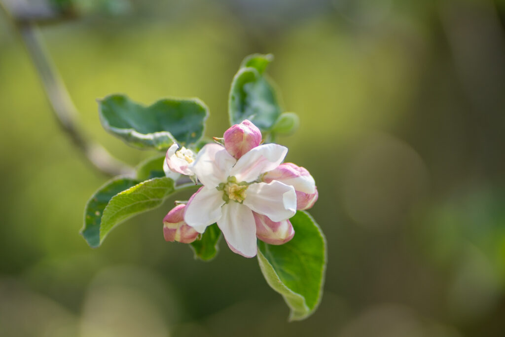 Ferienwohnung Schule Altes Land in Jork
