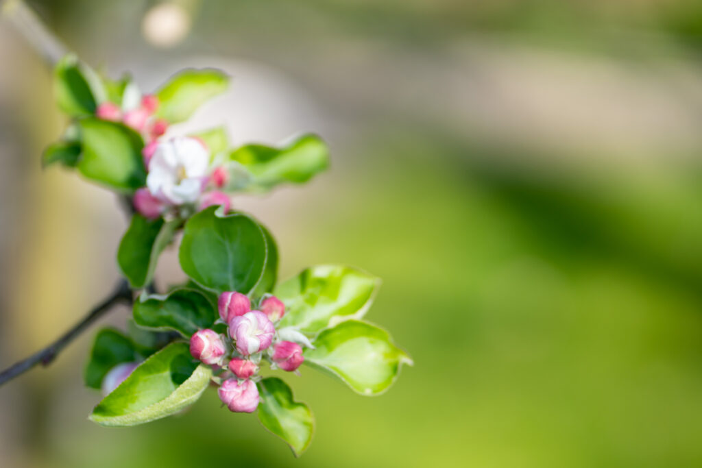 Ferienwohnung Schule Altes Land in Jork