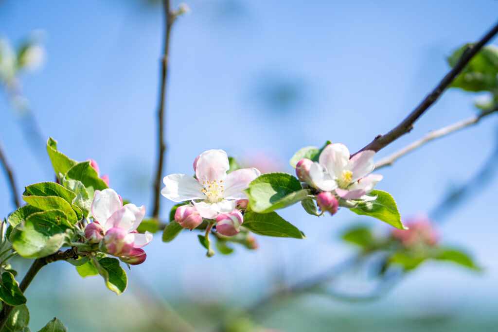 Ferienwohnung Schule Altes Land in Jork